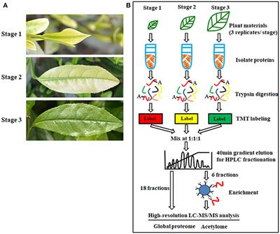 Proteome and Acetyl-Proteome Profiling of Camellia sinensis cv. ‘Anji Baicha’ during Periodic Albinism Reveals Alterations in Photosynthetic and Secondary Metabolite Biosynthetic Pathways